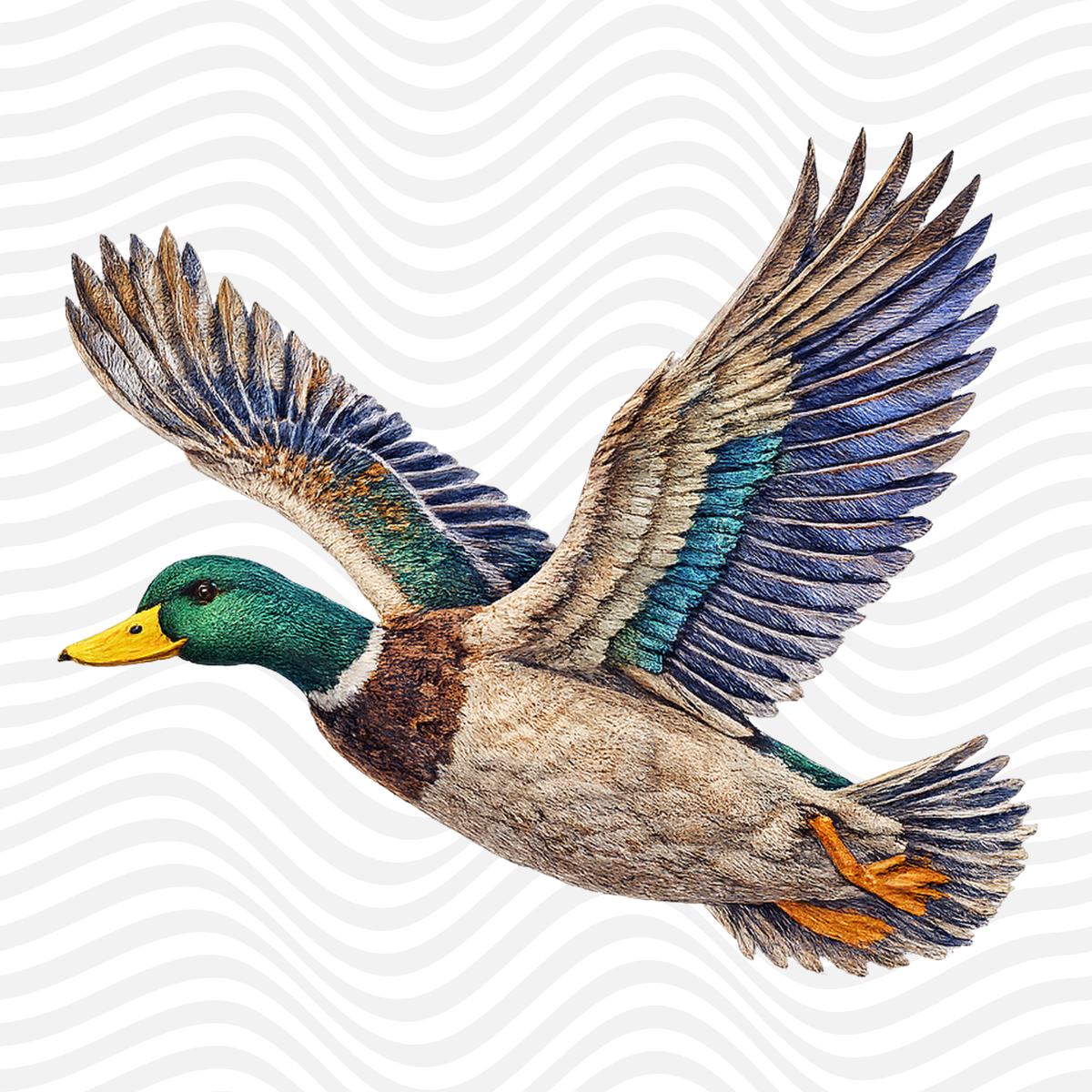 Duck